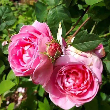 Marguerite - D'hôtes 3*