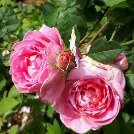 فندق مبيت وإفطار Marguerite - D'hotes سانت-أومير