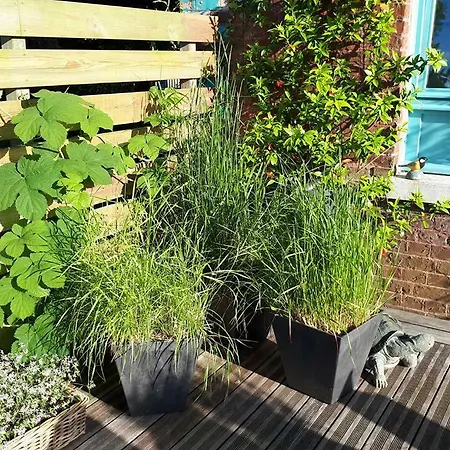 فندق مبيت وإفطار Marguerite - D'hotes سانت-أومير